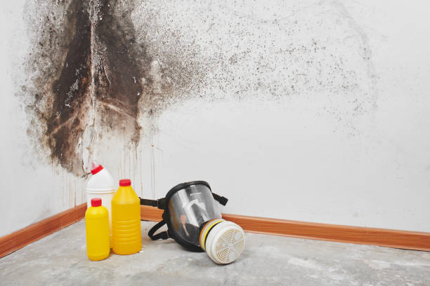 Best White Mold Remediation in Diamond, IL