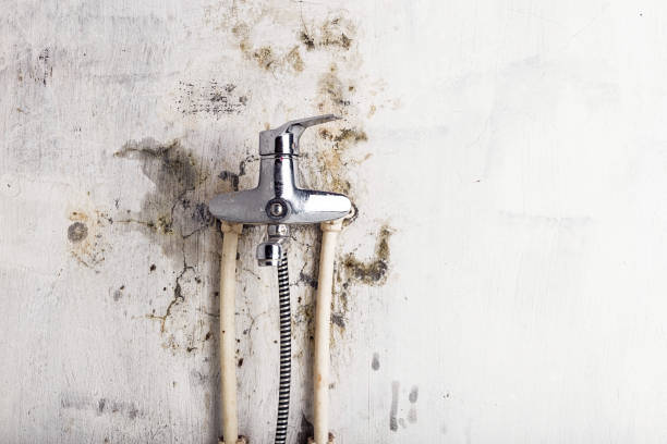 Best Post-Flood Mold Remediation in Diamond, IL