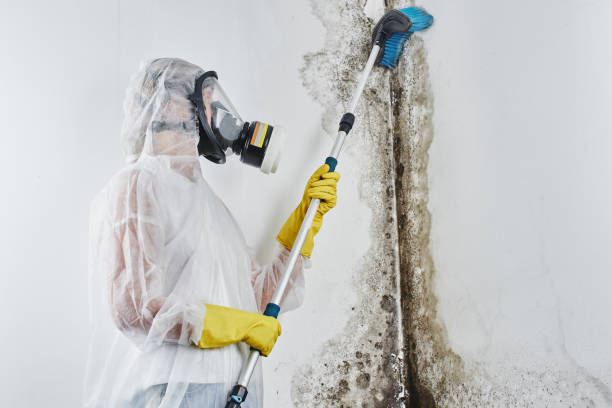 Professional Mold Remediation in Diamond, IL