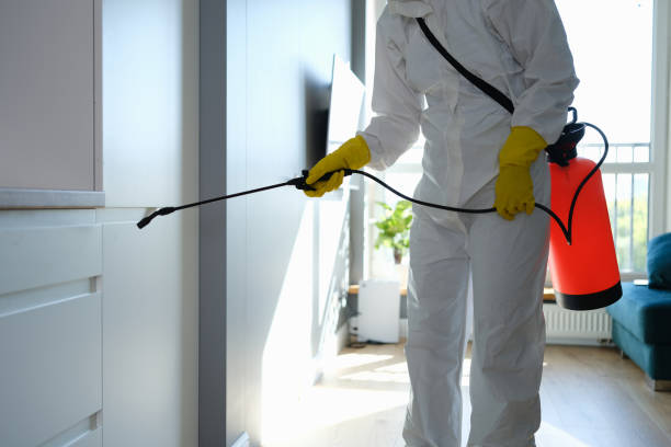 Best Residential Mold Remediation in Diamond, IL