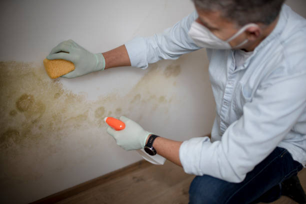 Best Health and Safety Mold Remediation in Diamond, IL