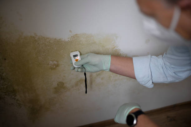 Best Crawl Space Mold Remediation in Diamond, IL