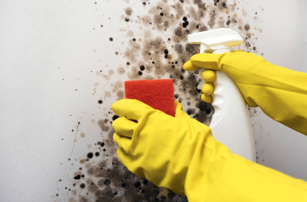 Best Industrial Mold Remediation in Diamond, IL
