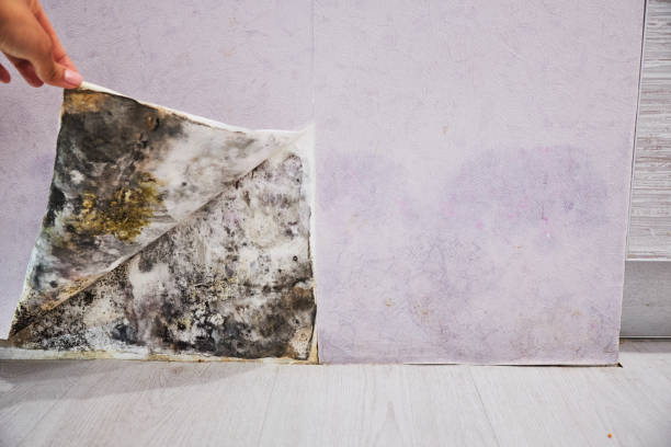 Best DIY Mold Remediation Support Services in Diamond, IL